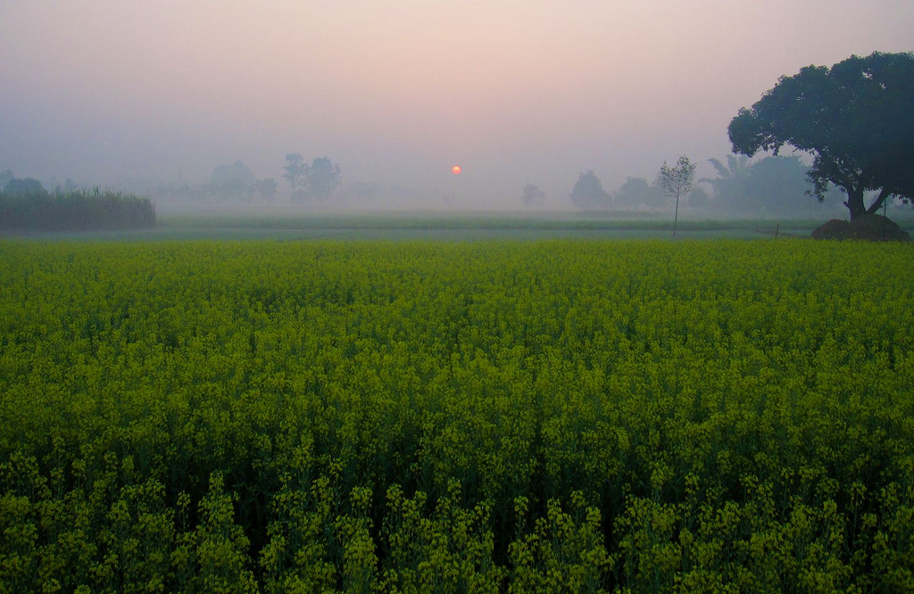 Field in iIndia